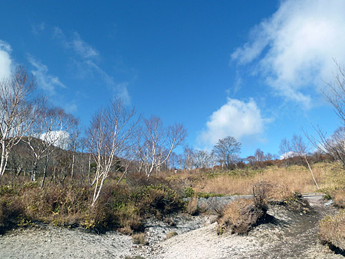 赤城山　小沼の白樺林