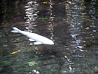 赤城神社の池の白鯉